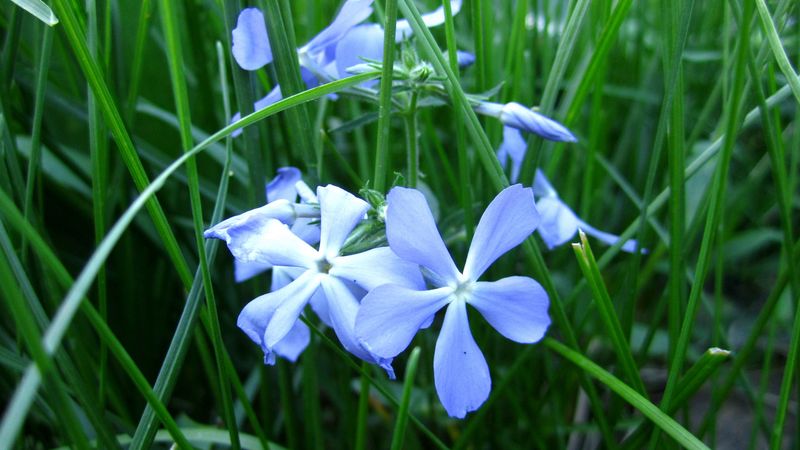 flowers, grass, flora, 4k