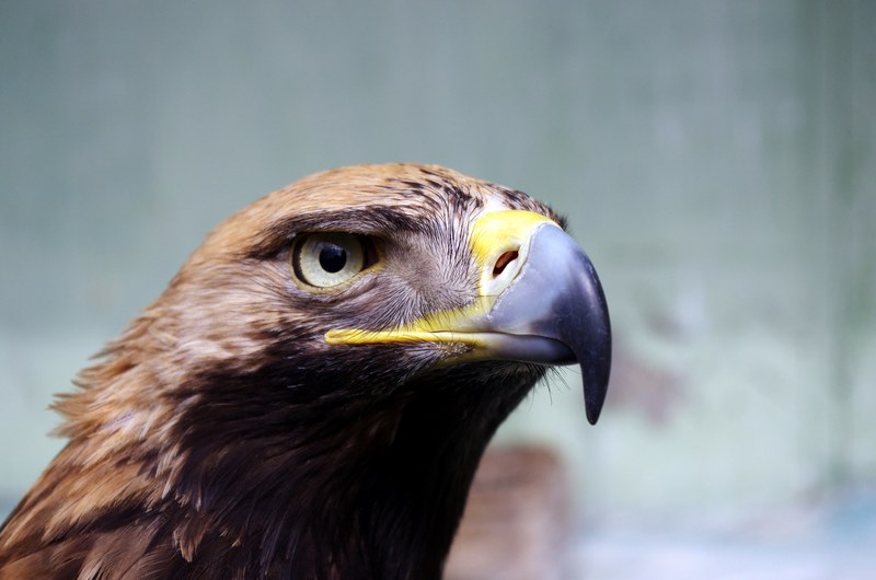 bird eagle feather and beak 4k