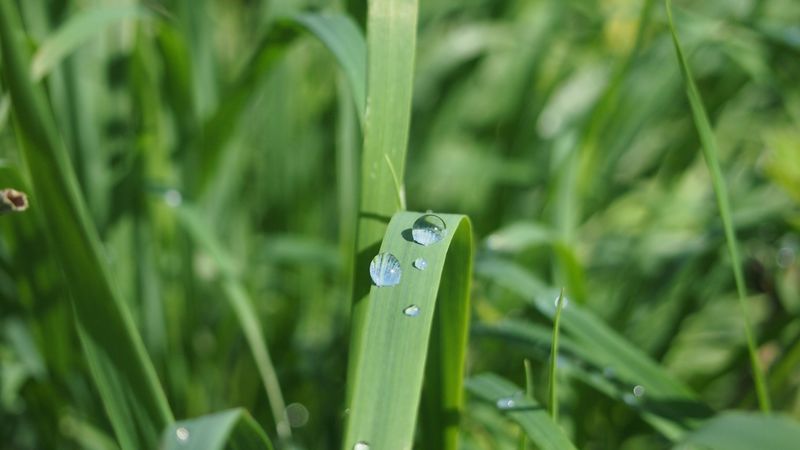 grass, dew, close-up, 4k