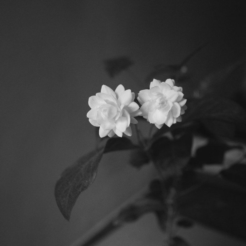 a black and white shot of two white flowers at the top of a stem, two flowers in black and white 4k