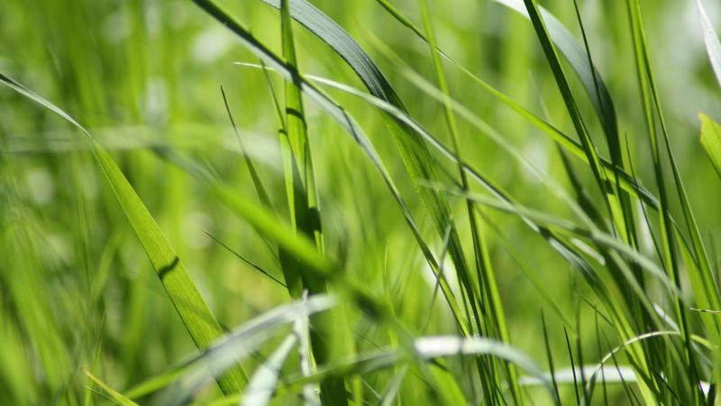 grass, green, close-up, 4k