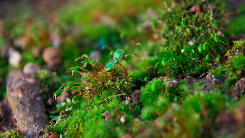 plants, moss, close-up, 4k