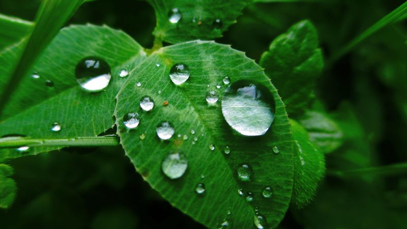 leaves, grass, dew, 4k