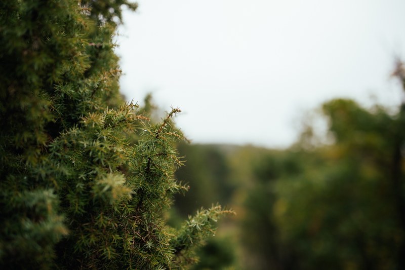 a close up of the prickly branches of a green bush against a blurred background, thorny bush 4k