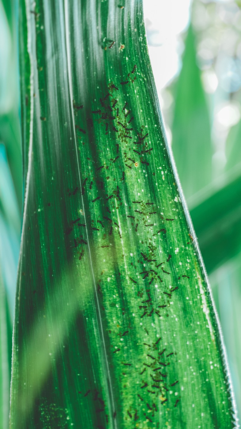 plants with sugar 4k