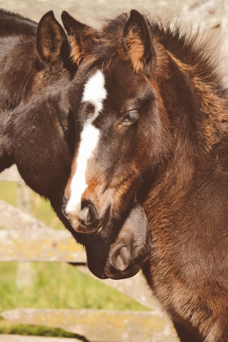 two dark horses nuzzling their heads together in sunlight, horse affection 4k