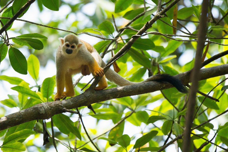 monkey ape tree and lemur 4k