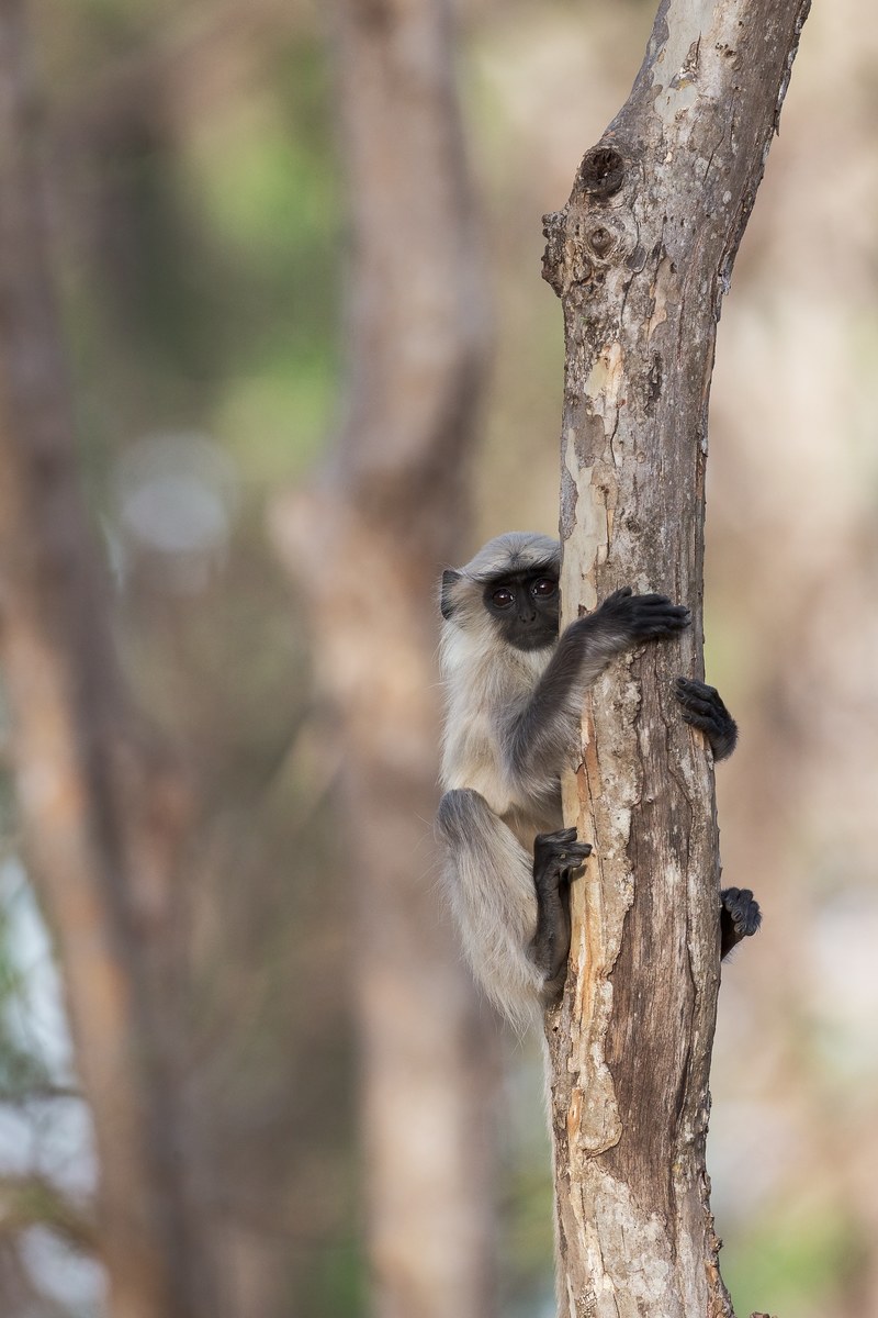 monkey tree branch and fur hd, 4k