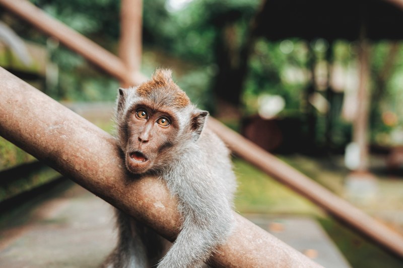 monkey railing monkey hanging over rail and monkeys 4k
