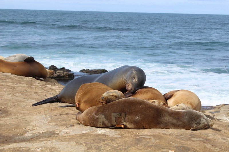 seal sealion sea and ocean 4k