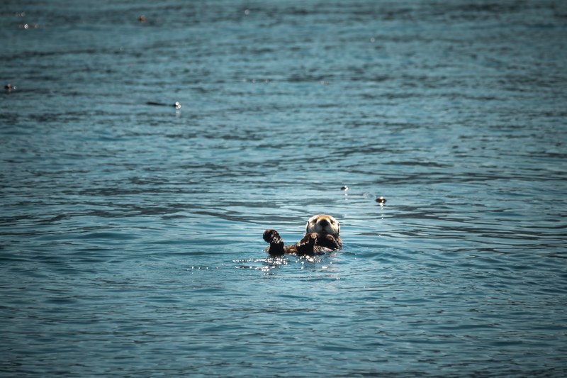 otter sea otter animal and water 4k