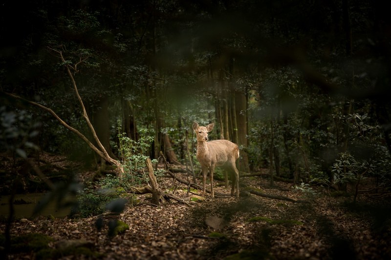 deer observed 4k