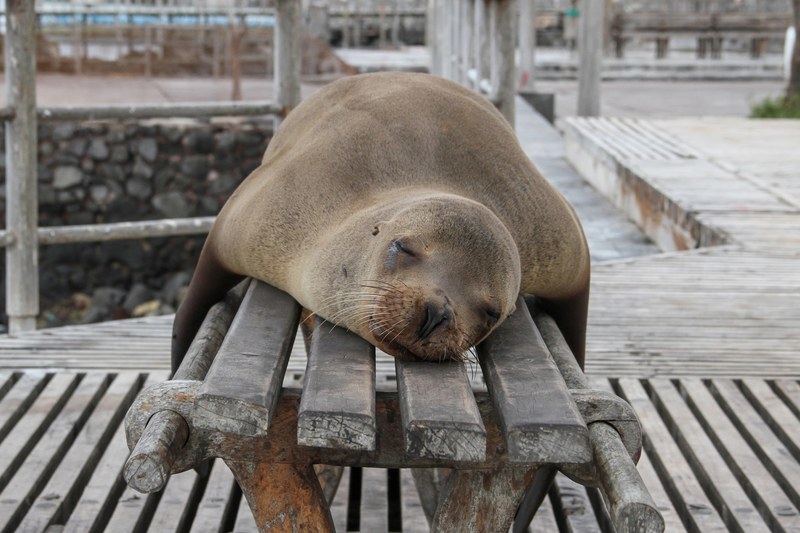 napping 4k