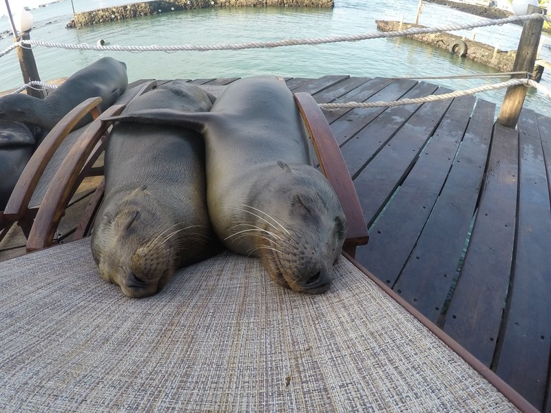two sea lions cuddling up to each other while sleeping in a deck chair, seal snuggles 4k