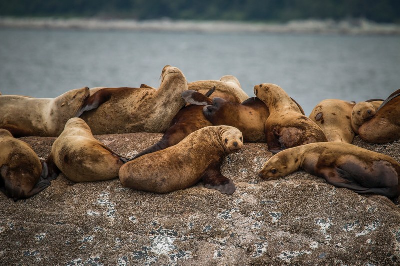 group of brown sea lions lying together on stone with sea in background in juneau, sea puppies 4k