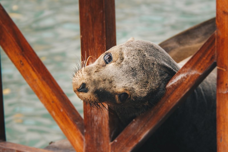 a seal looking at the camera with its head between wooden beams, seal under a pier 4k