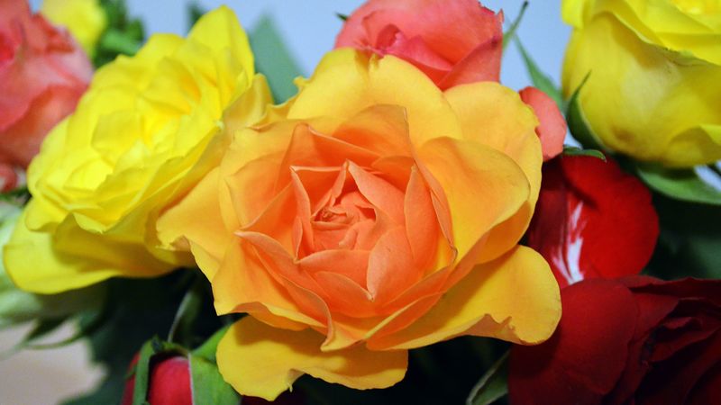roses, flower, flowers, 4k