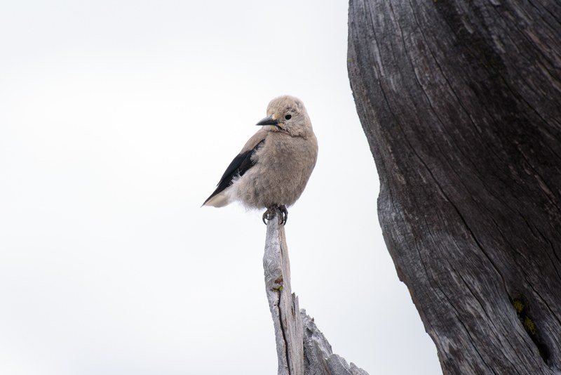 bird wing feather and perched 4k