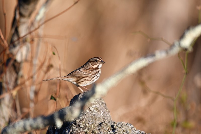 sparrow bird brown and rock 4k