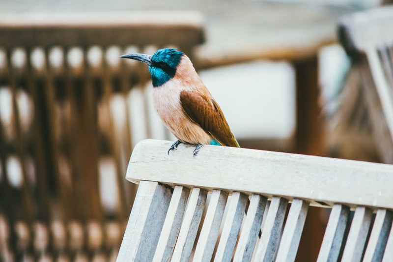bird with blue head and brown feathers perched on a park bench, blue headed bird 4k