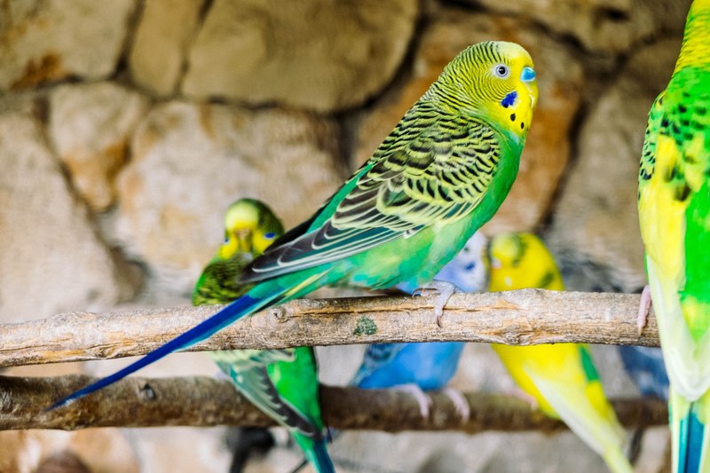 bird canary avian and birds 4k