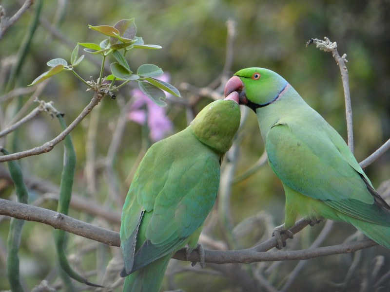 bird pair parrot and macaw 4k