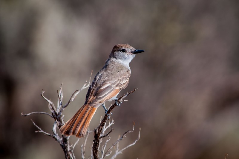 brown bird perched on a barren branch, portrait of a bird 4k