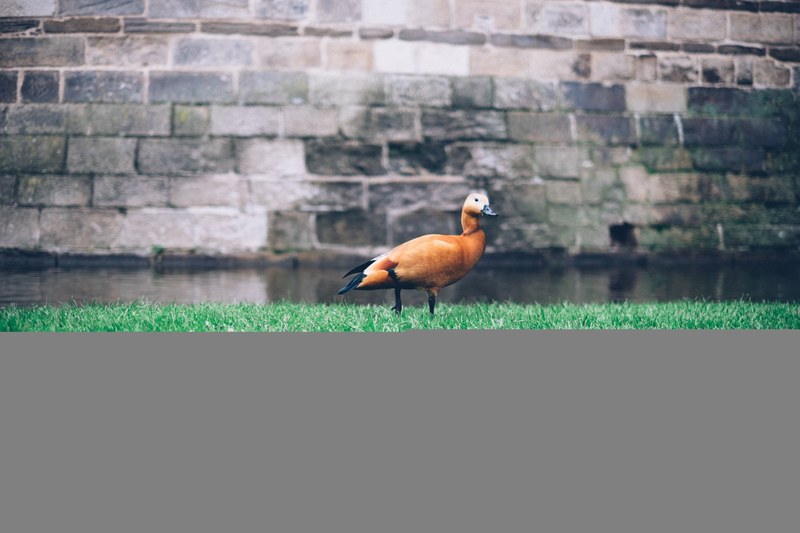 an orange duck with a black beak walking on cut grass in front of a moat and a stone wall, duck on grass by stone wall 4k
