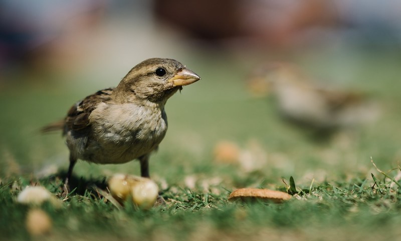 a brown bird looking up on a grassy patch, brown bird on a grassy patch 4k