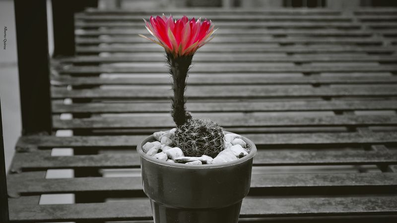 cactus, pot, flower, 4k