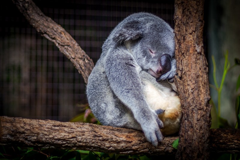 koala animal australium and marsupial 4k