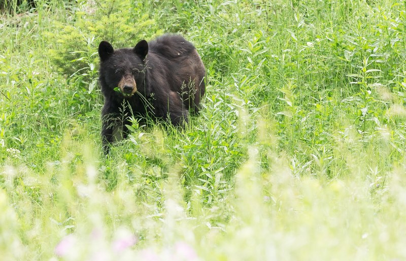 black bear bear nature and animal 4k