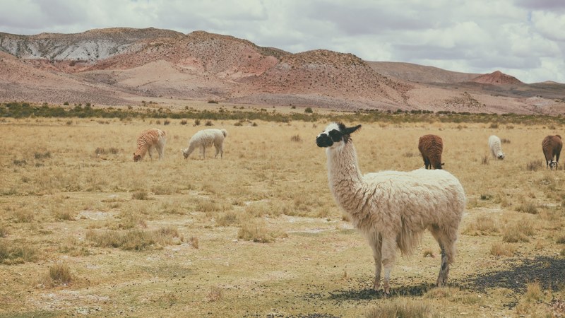 llamas and alpacas graze in the desert field of tupiza, wildlife grazing 4k