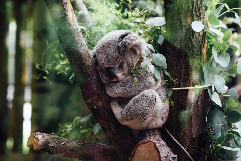 wallpaper cute wallpapers cute backgrounds and tree 4k