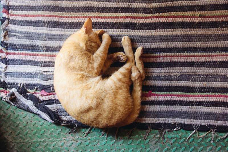 an orange cat curled into a ball while sleeping, _orange cat sleeping 4k