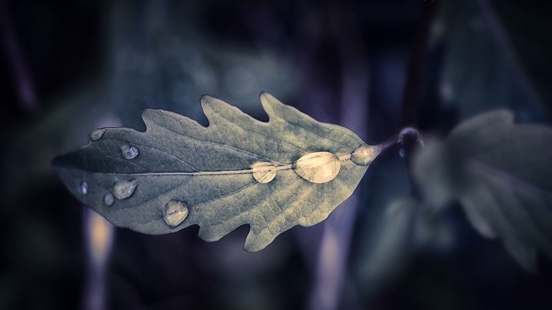 leaf, drops, macro, 4k