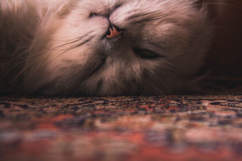 cat domestic cat domestic animal and persian cat 4k