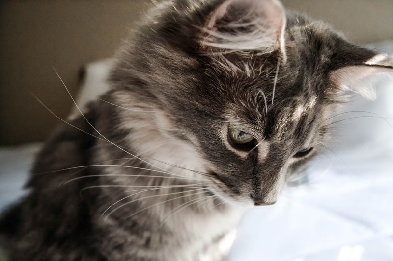 cat feline whisker and tabby 4k