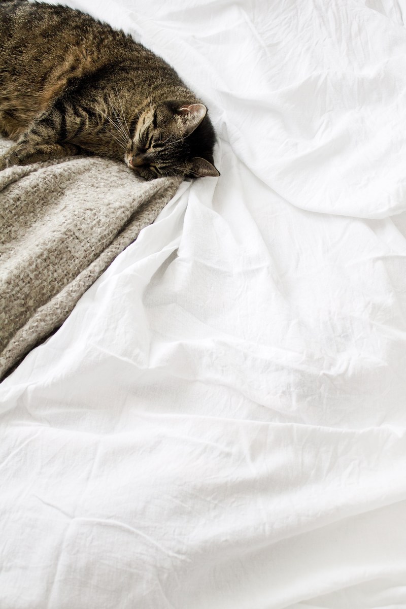 a cat lying down and sleeping on a white blanket, _cat sleeping white blanket 4k