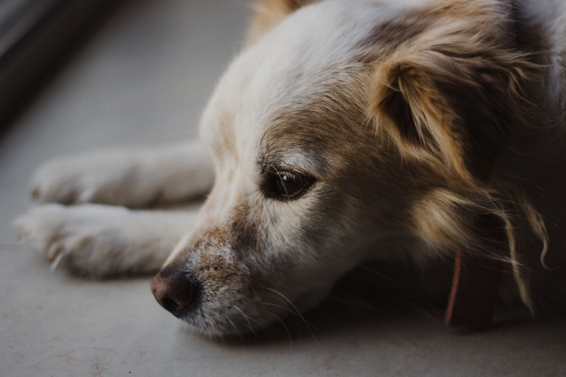 dog pet puppy and canine 4k