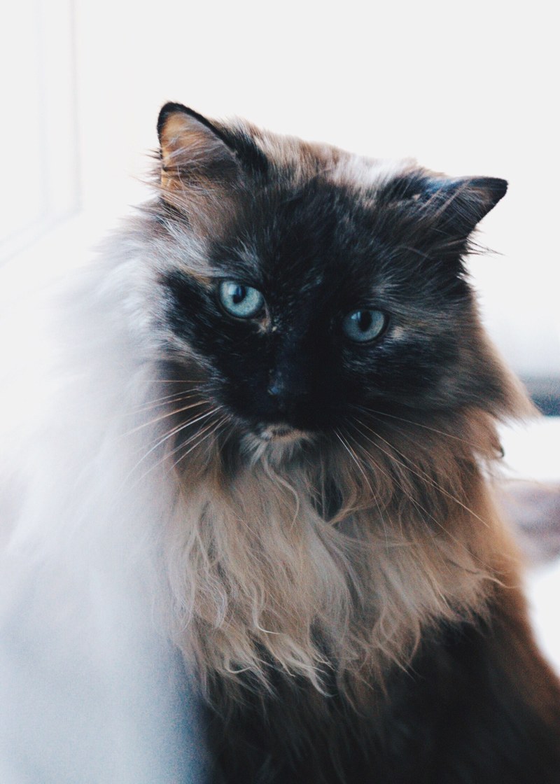 cat fur pet and feline hd, 4k
