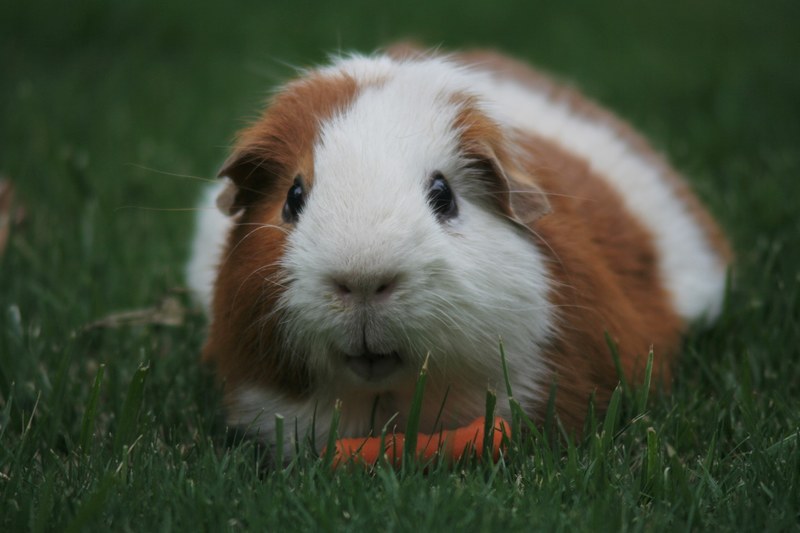 guinea pig 4k