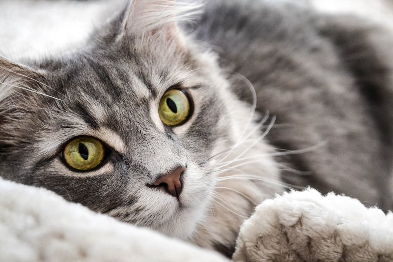 cat feline pet and kitten 4k