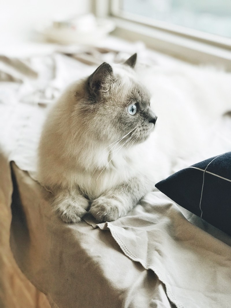 free cat photo by tranmautritam 4k