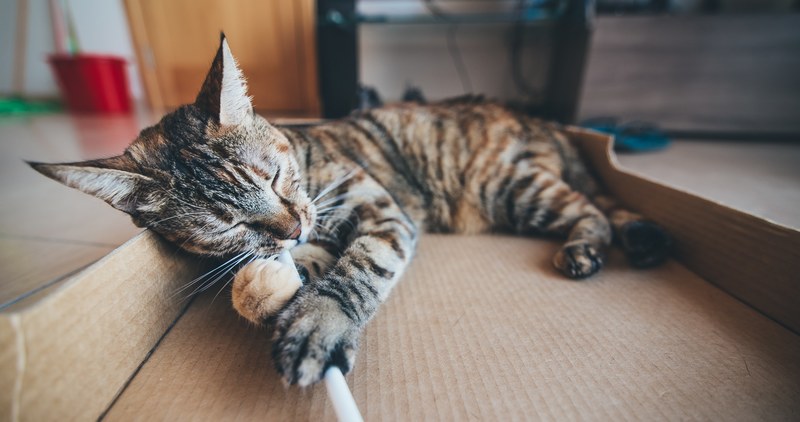 cat kitten pet and feline 4k