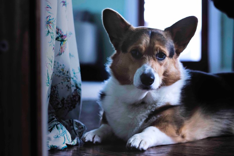 louie waits 4k