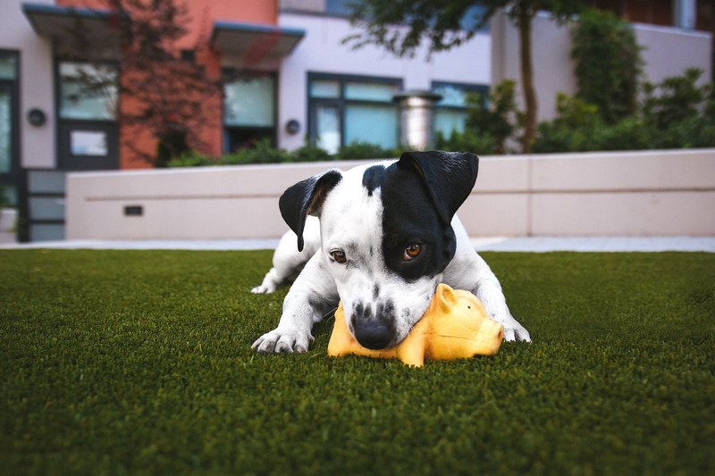 a small puppy playing with a yellow toy pig on a green lawn, puppy playing with a toy 4k