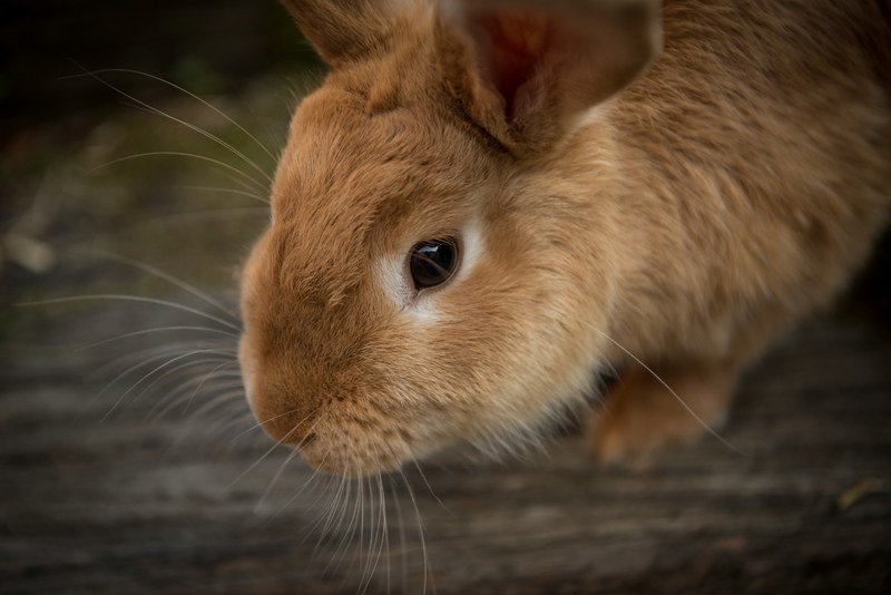 rabbit bunny animal and brown 4k