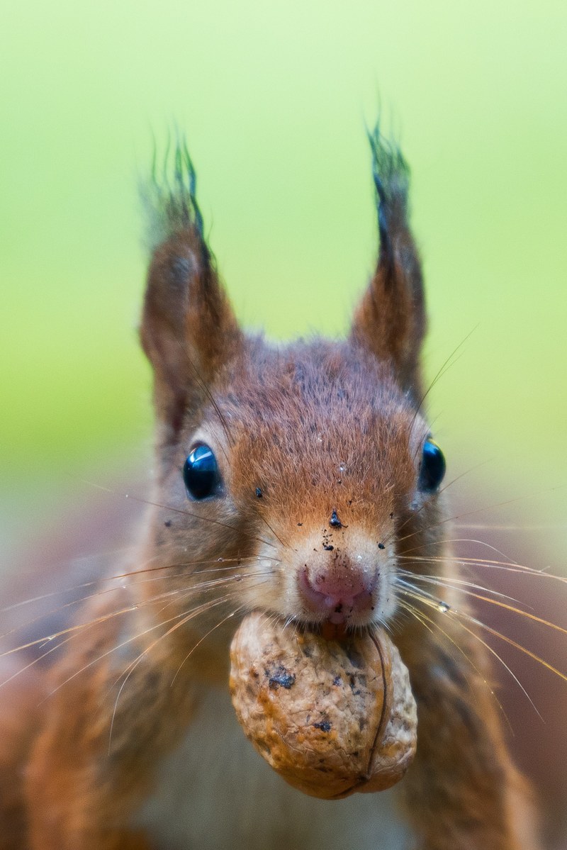 squirrel nut animal and whiskers hd, 4k