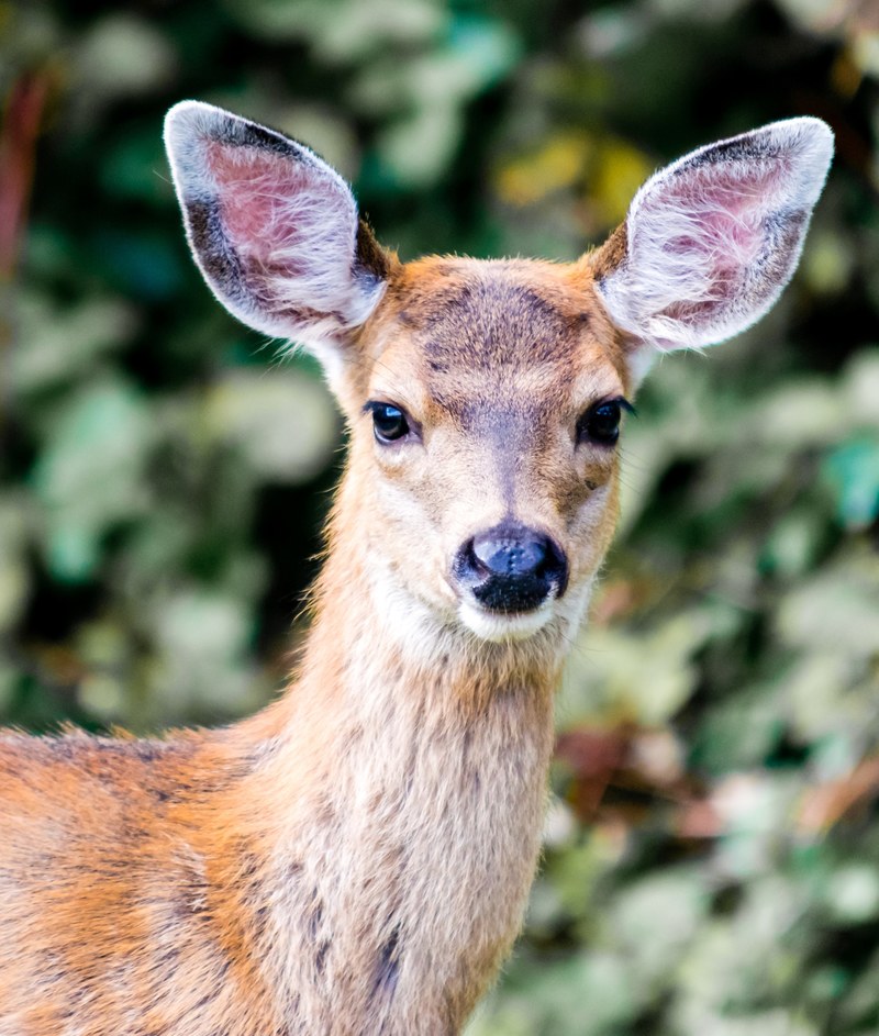 mule deer portrait 4k